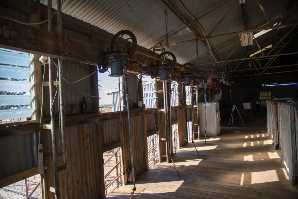 Where sheep are shorn and released